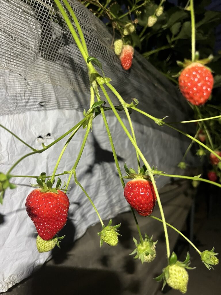 丹羽いちご園のお知らせ画像