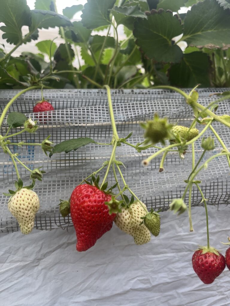 丹羽いちご園のお知らせ画像