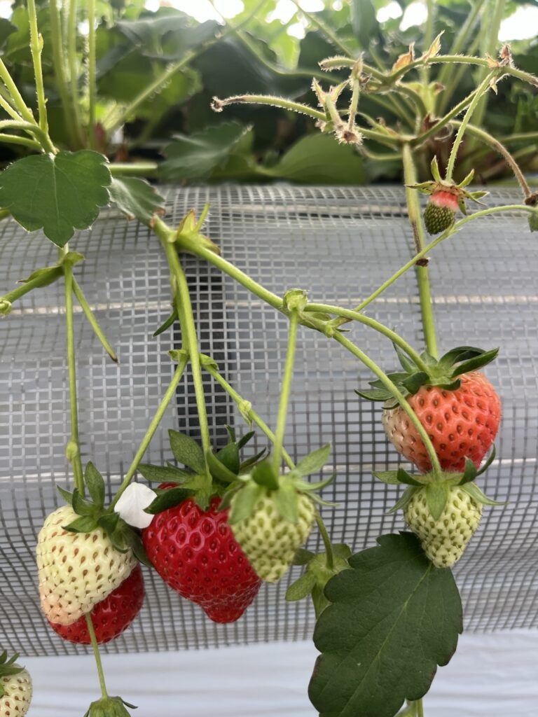 丹羽いちご園のお知らせ画像