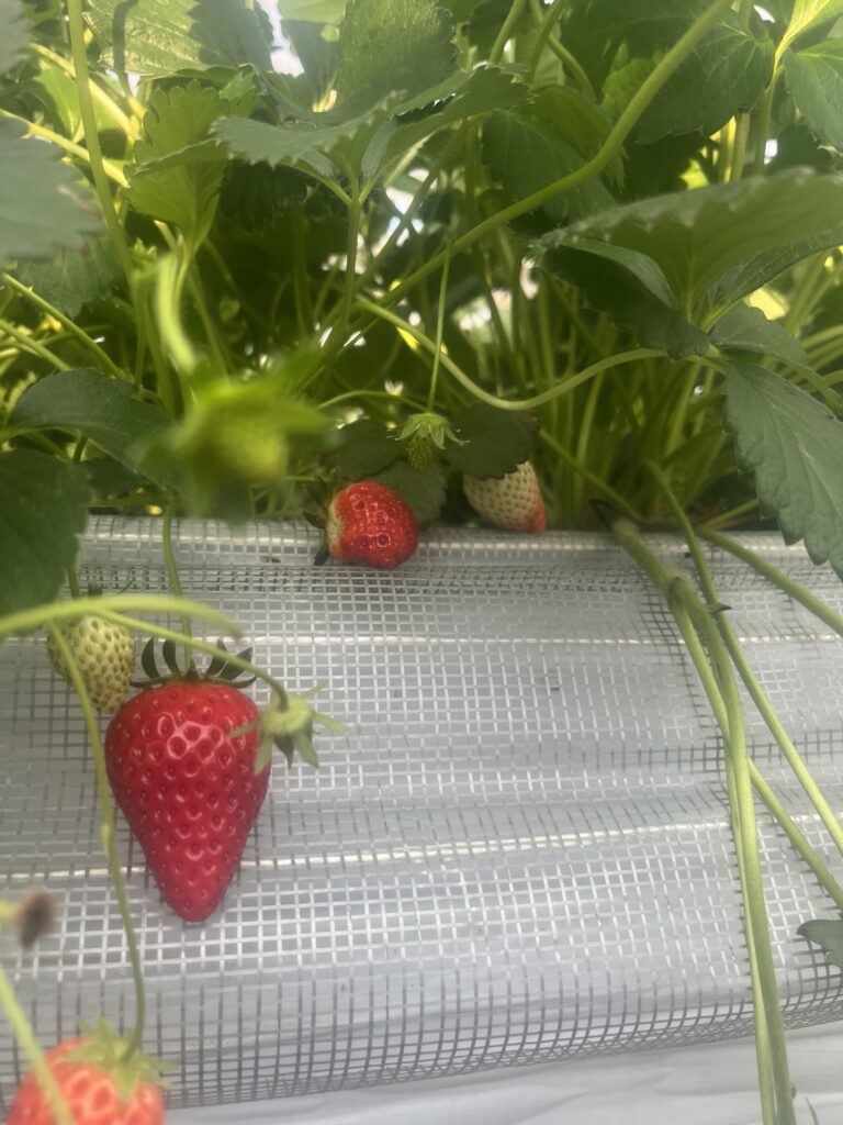丹羽いちご園のお知らせ画像