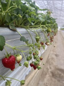 丹羽いちご園のお知らせ画像