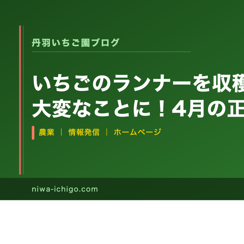 いちごのランナーを収穫中に切らないと大変なことに！4月の正しい管理法 - 記事サムネイル