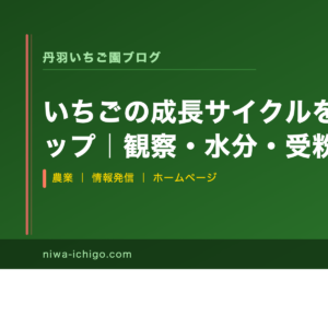 いちごの成長サイクルを理解して収量アップ｜観察・水分・受粉・根の管理を体系的に学ぶ - 記事サムネイル