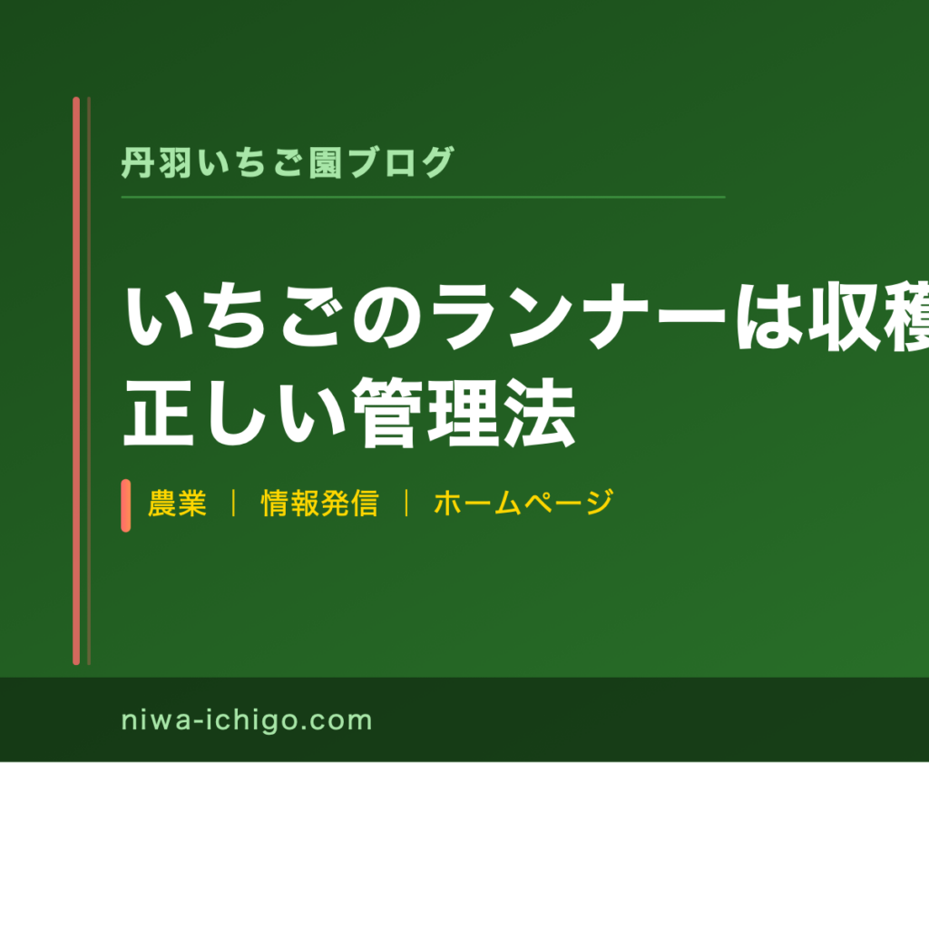 いちごのランナーは収穫中に切るべき？正しい管理法 - 記事サムネイル