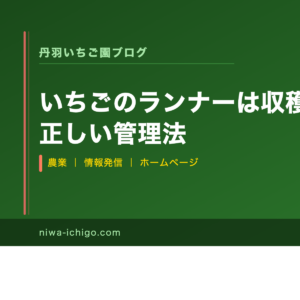 いちごのランナーは収穫中に切るべき？正しい管理法 - 記事サムネイル