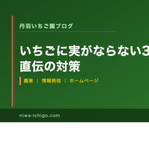 いちごに実がならない3つの原因と農家直伝の対策 - 記事サムネイル