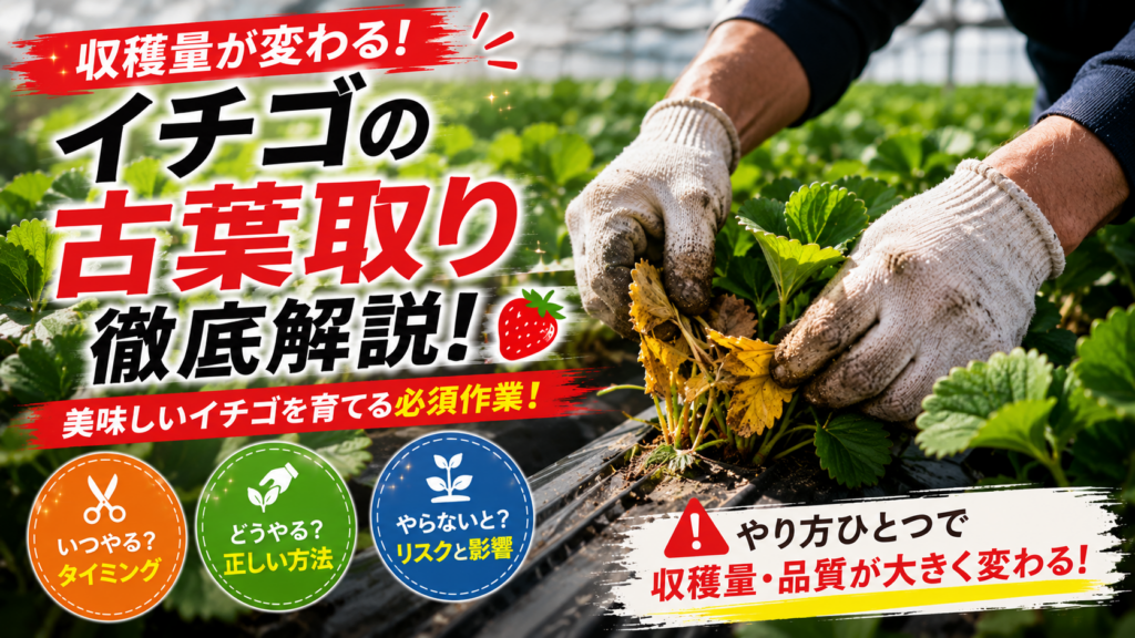 いちごの古い葉を根本から摘葉している農家の手の写真
