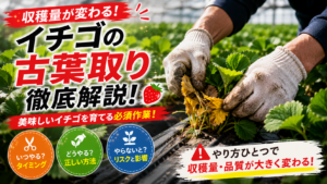 いちごの古い葉を根本から摘葉している農家の手の写真
