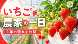 いちご農家の一日の流れを表したサムネイル