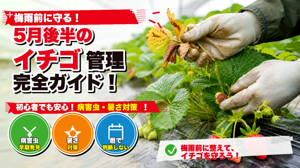 5月後半のいちご管理と梅雨前の病害虫・暑さ対策を解説するサムネイル