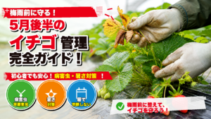 5月後半のいちご管理と梅雨前の病害虫・暑さ対策を解説するサムネイル