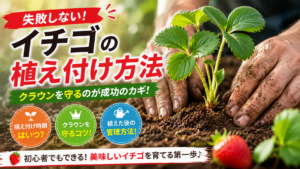 いちごの苗を定植している様子、クラウンが土の上に出ている状態