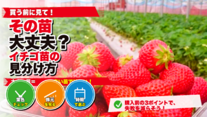 いちごのポット苗の選び方と良い苗の見分け方を解説するサムネイル