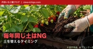 いちごの連作障害を防ぐ方法｜プランター栽培で土を替えるタイミング