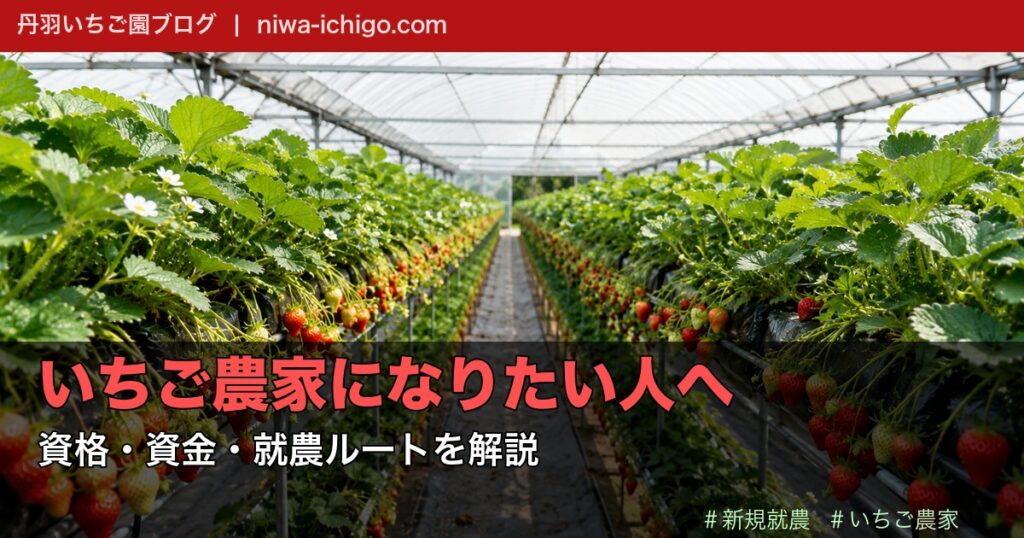 いちご農家になる方法｜資格・資金・就農ルートを現役農家が解説