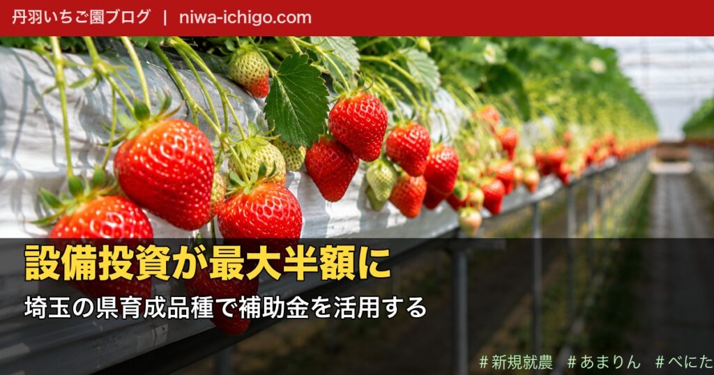 埼玉でいちご就農するなら県育成品種を選べ｜設備投資が最大半額になる補助金を現役農家が解説