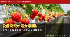 埼玉でいちご就農するなら県育成品種を選べ｜設備投資が最大半額になる補助金を現役農家が解説