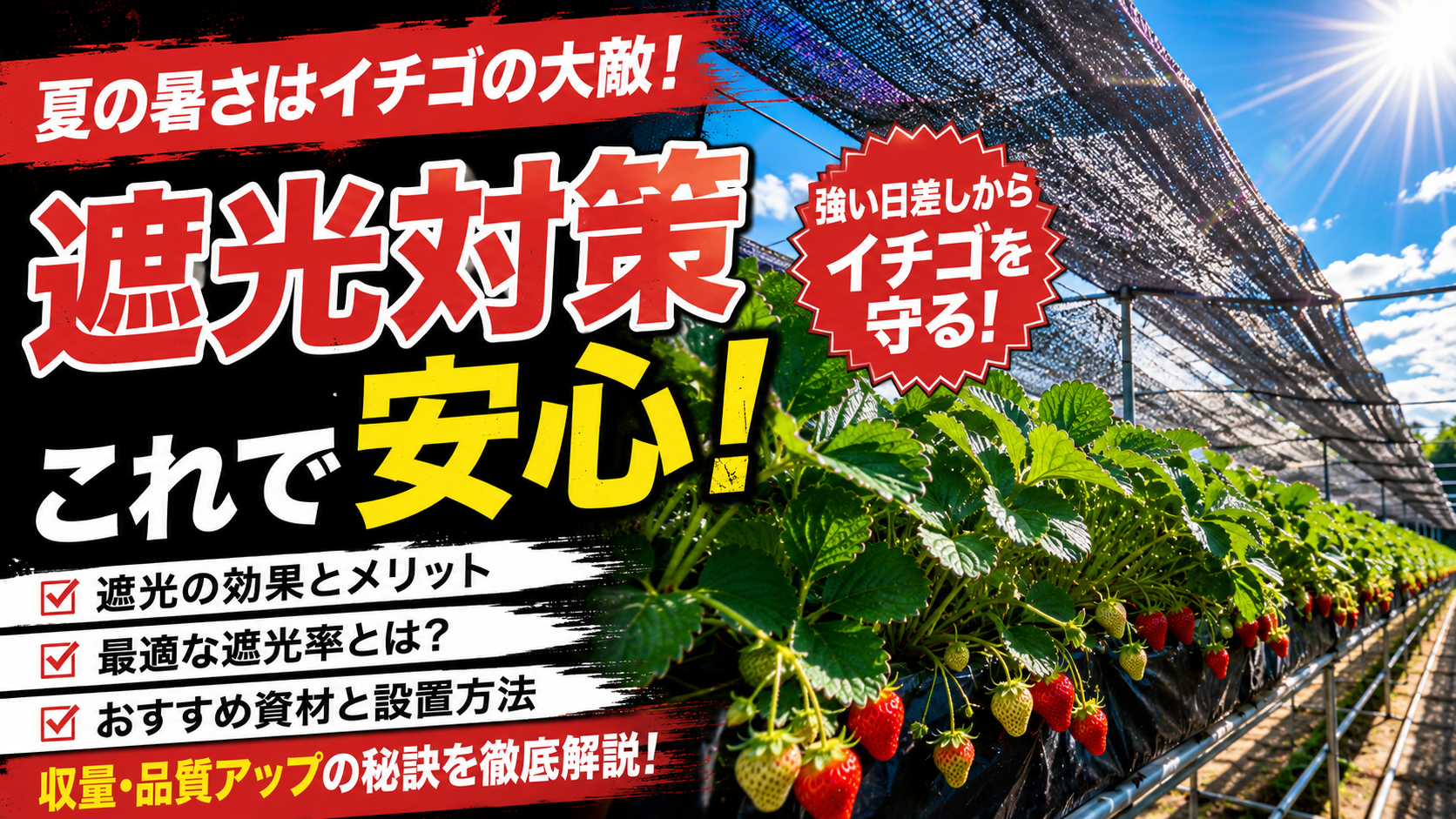 プランターのいちごに遮光ネットをかけて夏越し対策をしているようす