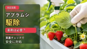 家庭菜園のいちごのアブラムシ駆除と園芸用薬剤の安全な使い方