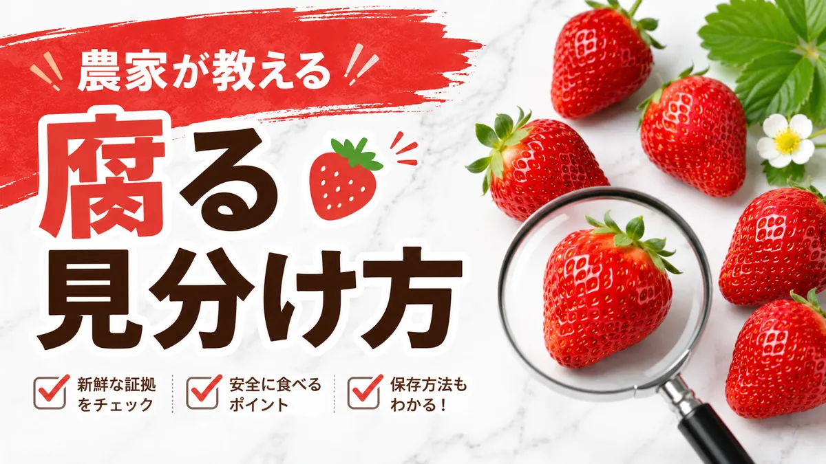 新鮮ないちごを虫めがねでチェック|農家が教える腐る見分け方