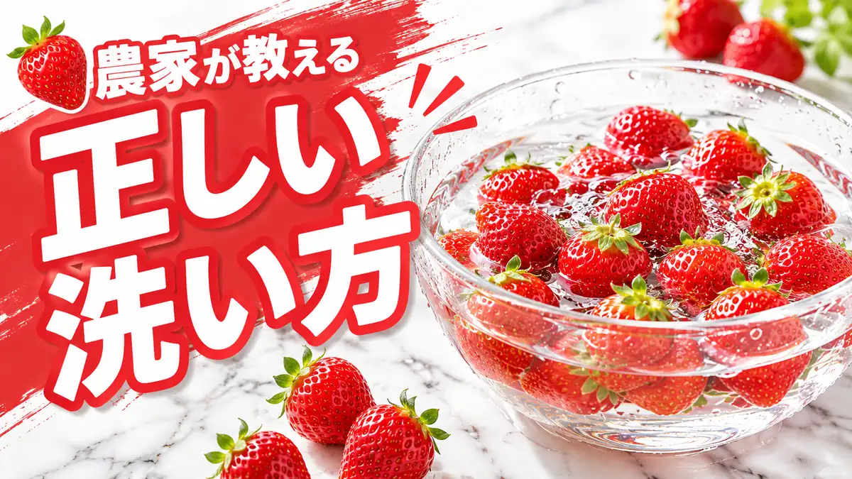ボウルの水で洗ういちご|農家が教える正しい洗い方