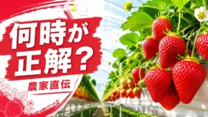 いちご狩りは何時に行くのがいい？ハウスで赤く熟したいちご