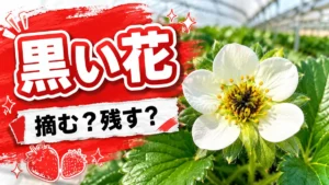 いちごの花の中心が黒くなった様子