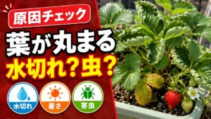 いちごの葉が丸まる原因（水切れ・暑さ・害虫）を確認するサムネイル