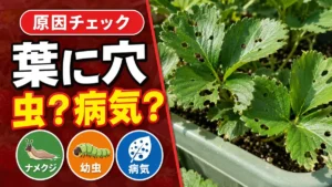 いちごの葉に穴があく原因（ナメクジ・幼虫・病気の見分け方）サムネイル