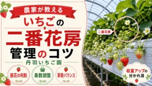 いちごの二番花房を農家が確認している様子｜中休み対策の管理ポイント