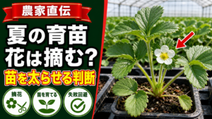 夏の育苗で花を摘むか判断するいちごの花