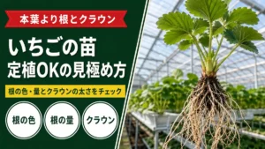 いちごの苗、定植OKの見極め方 本葉より根とクラウン 根の色・量とクラウンの太さをチェック