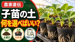 いちごの子苗に使う土は何がいいかのアイキャッチ