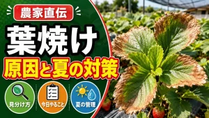 いちごの葉焼けのアイキャッチ