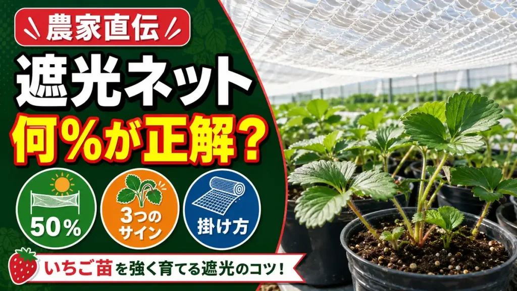 いちご育苗の遮光ネット50%を使う判断基準