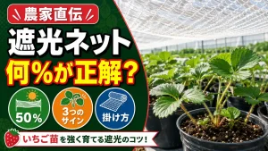 いちご育苗の遮光ネット50%を使う判断基準