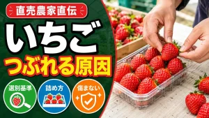 いちごの選別基準とパック詰めのコツ