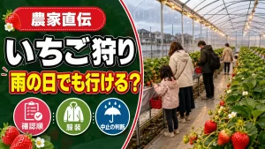 雨の日のいちご狩り、中止と決める前の確認順