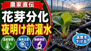 いちごの花芽分化を促す夜明け前灌水のやり方を示す文字入りサムネイル