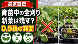 いちご育苗中の全刈りと新葉を残す判断のサムネイル