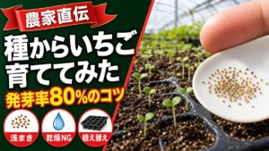 種からいちごを育てる方法と発芽率80%のコツのサムネイル