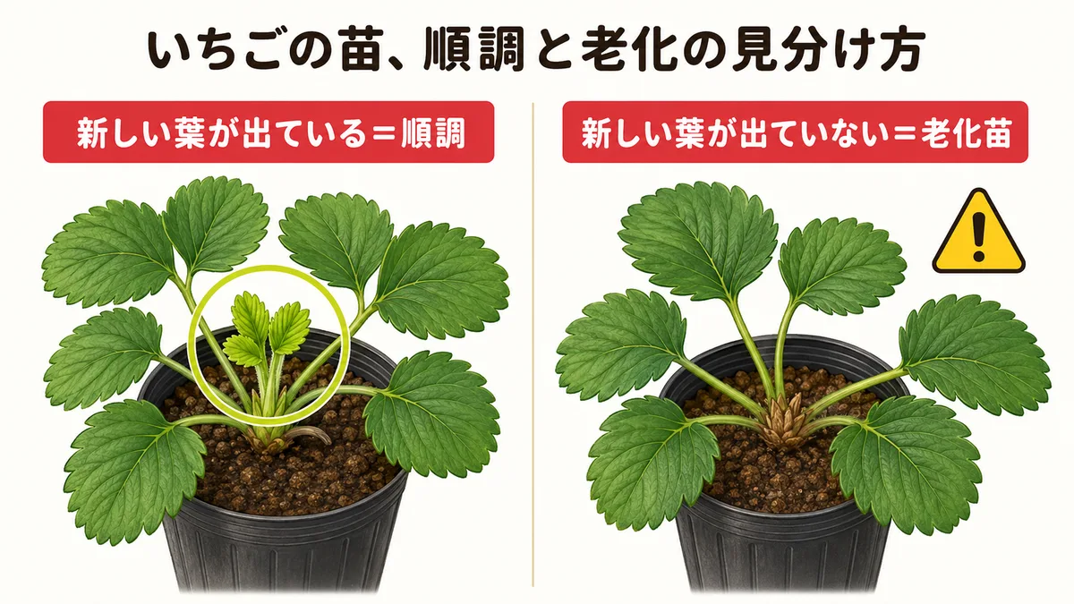 いちごの苗、順調と老化の見分け方。左:新しい葉が出ている状態は順調、右:新しい葉が出ていない状態は老化苗のサイン