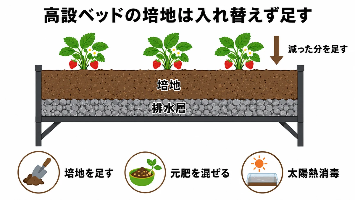 いちごの高設栽培ベッドを横から見た図解。ベッド上層に培地、下層に排水層があり、定植前に減った分の培地を上から補充する流れを示している