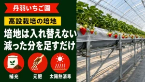 いちご高設栽培の培地は入れ替えない。減った分を足すだけ。補充・元肥・太陽熱消毒の3工程