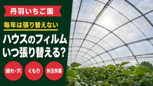 丹羽いちご園は毎年は張り替えず、破れ・くもりを見てハウスのフィルムを交換することを示すアイキャッチ画像