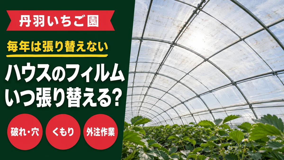 丹羽いちご園は毎年は張り替えず、破れ・くもりを見てハウスのフィルムを交換することを示すアイキャッチ画像