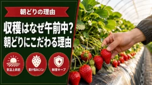 いちごの収穫はなぜ午前中？丹羽いちご園が朝どりにこだわる理由の記事アイキャッチ。気温上昇前・実が傷みにくい・鮮度キープの3アイコンと、農家の手がいちごを収穫する写真
