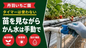 丹羽いちご園はタイマーを使わず、苗を見ながら灌水を手動で行っていることを示すアイキャッチ画像