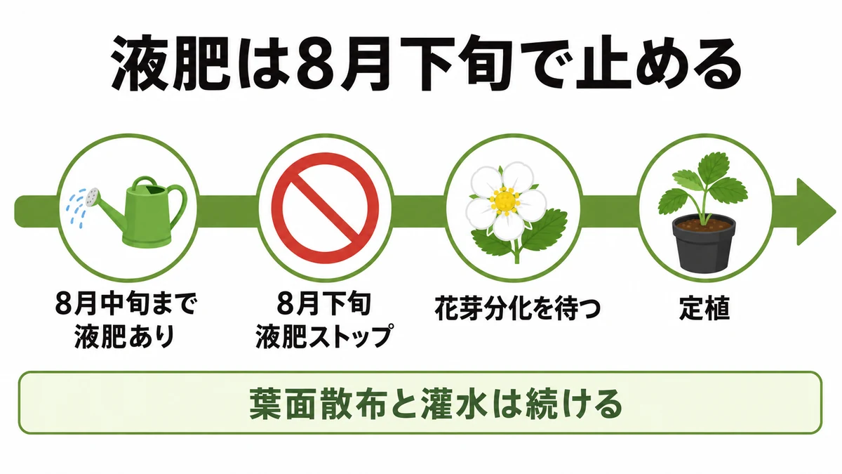 いちご育苗後半の管理スケジュール図。8月下旬に液肥を止め、葉面散布は続け、その後に花芽分化、9月以降に定植という流れを時系列で示している