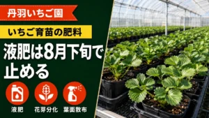 いちご育苗の肥料。液肥は8月下旬で止める。液肥・花芽分化・葉面散布の3つのポイント